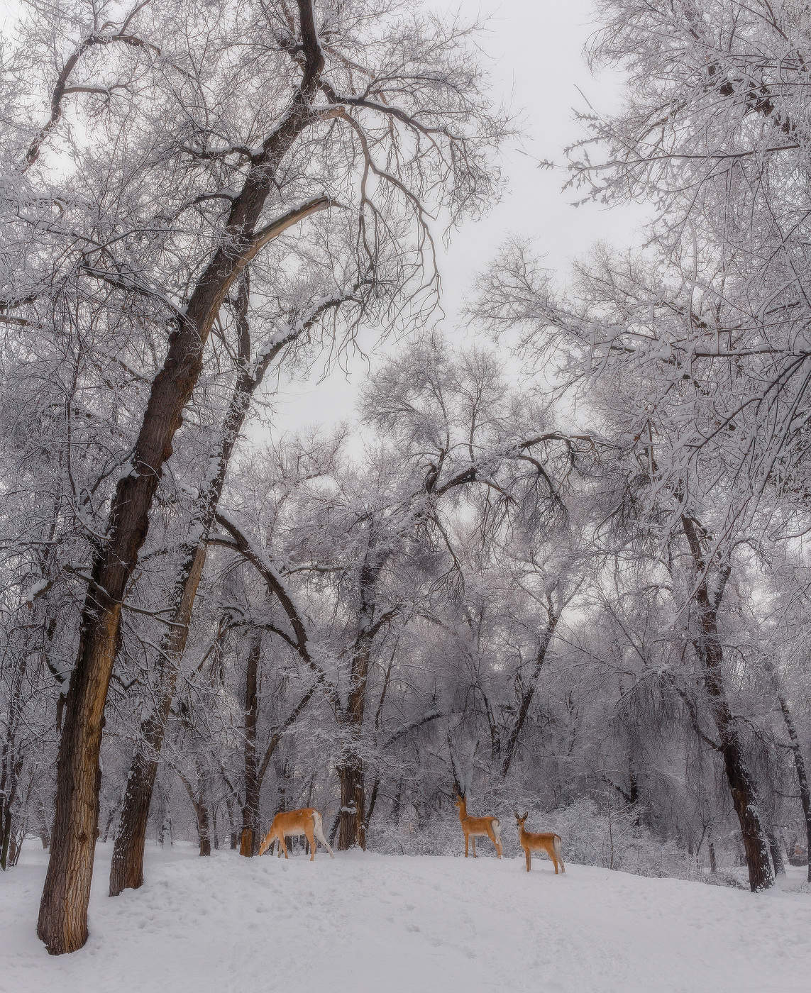 В роще Баума...