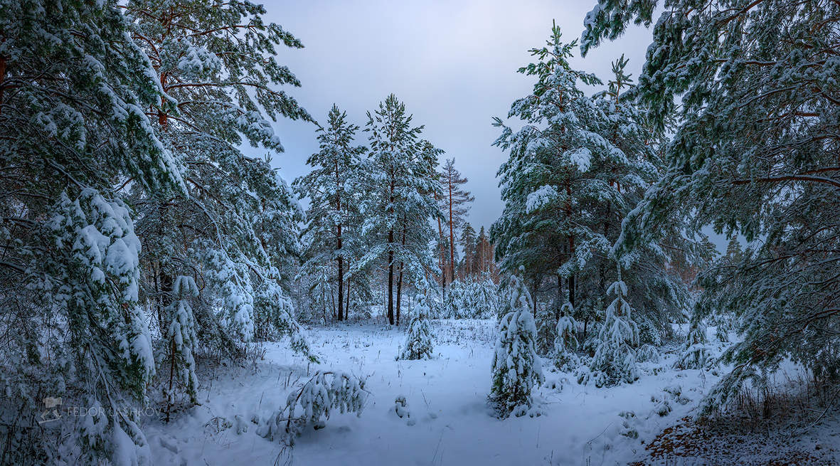 Из серии «Морозные сумерки»