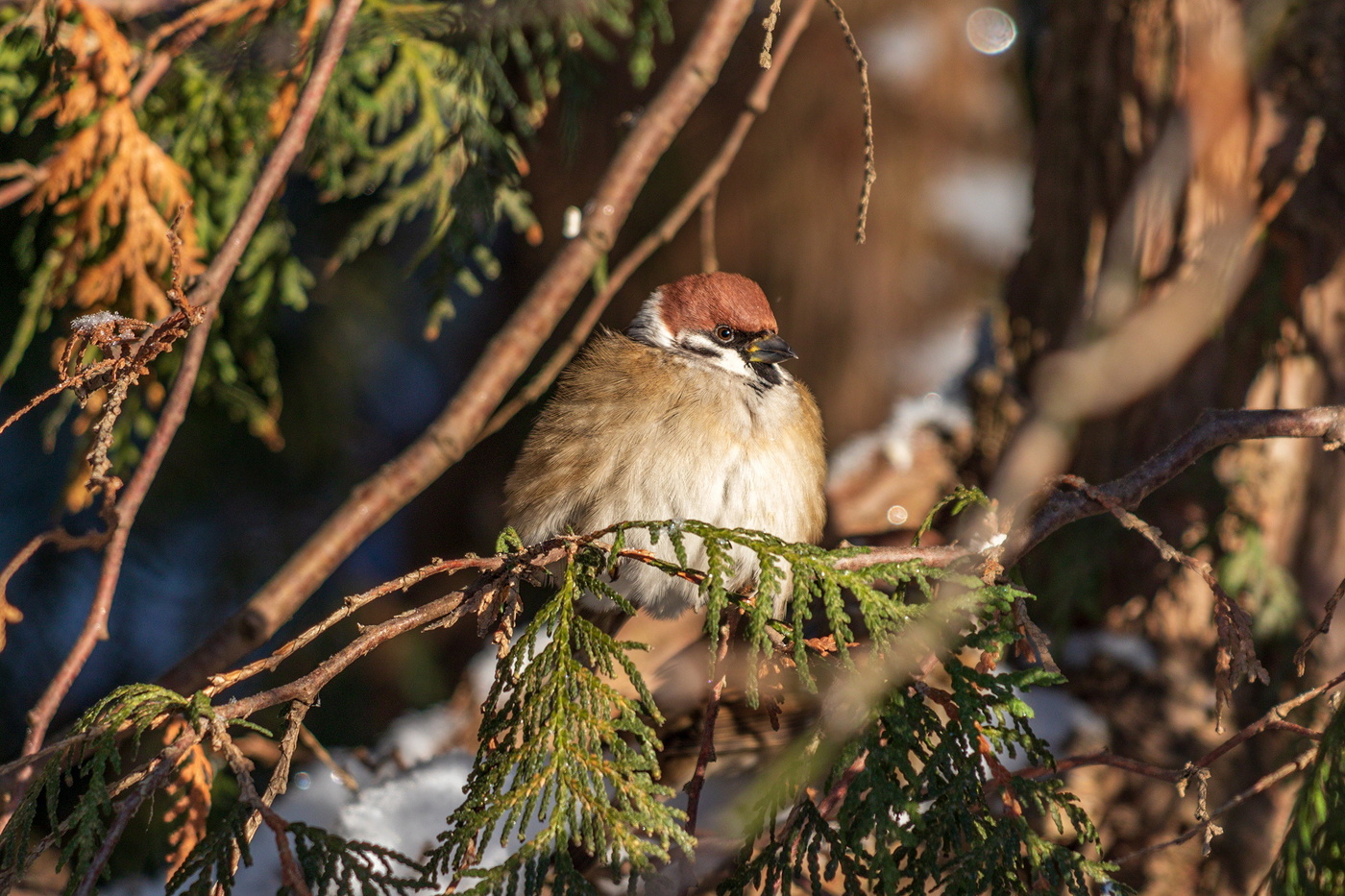 Шарик с глазками.
