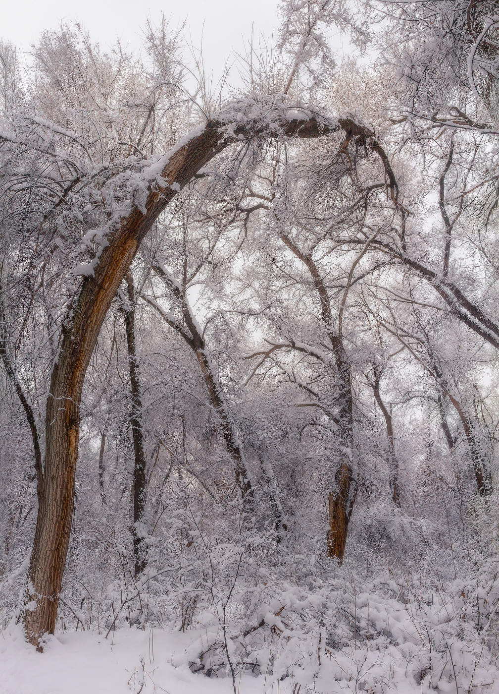 Склонённый под снегом стоит карагач...