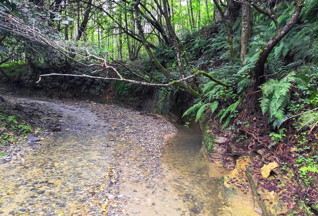 Лесная речушка.