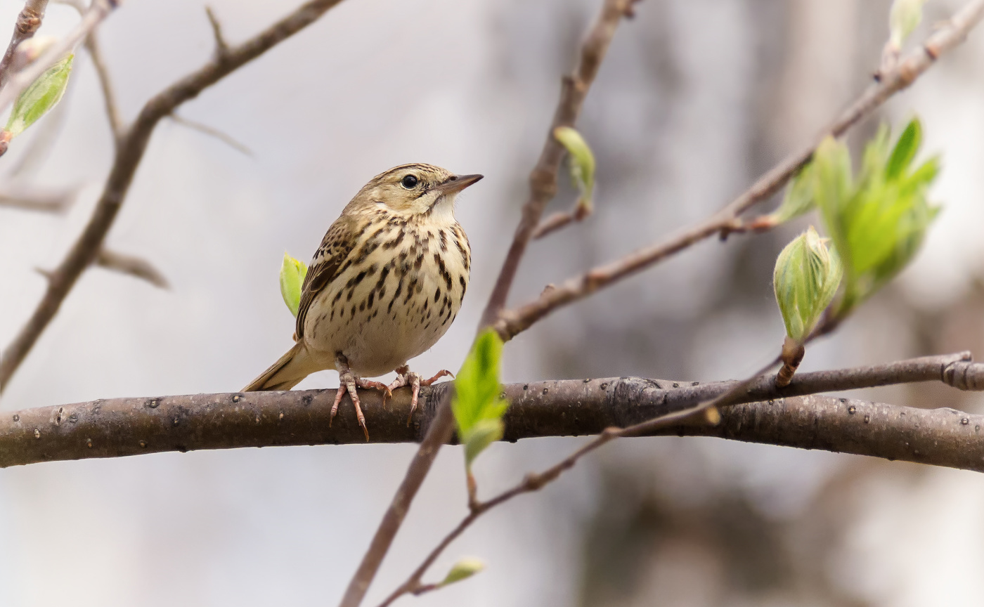 шарик с ножками..