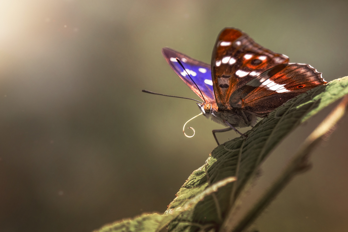 Из ... ливого кокона на свет появляется совершенство