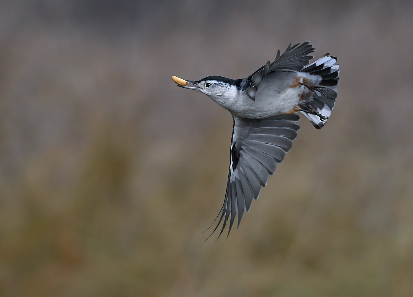 White-breasted nuthatch