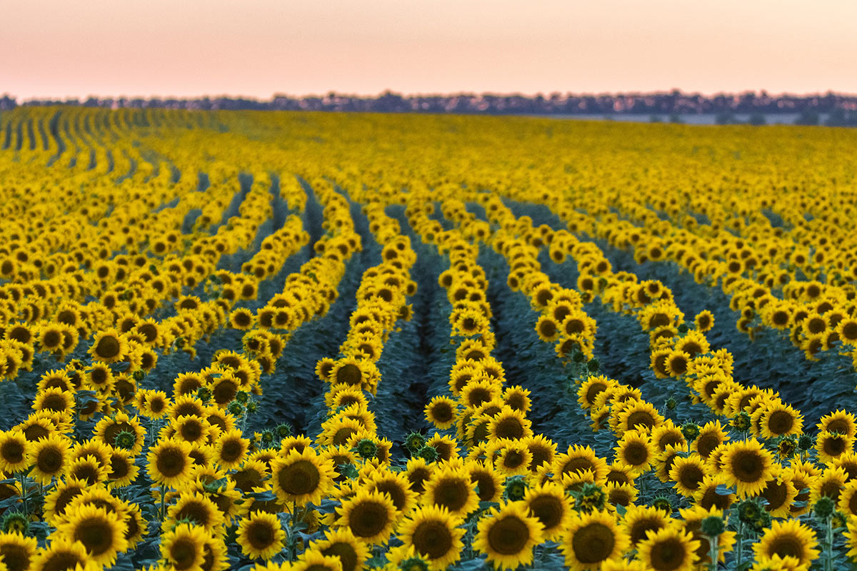 Линии августа