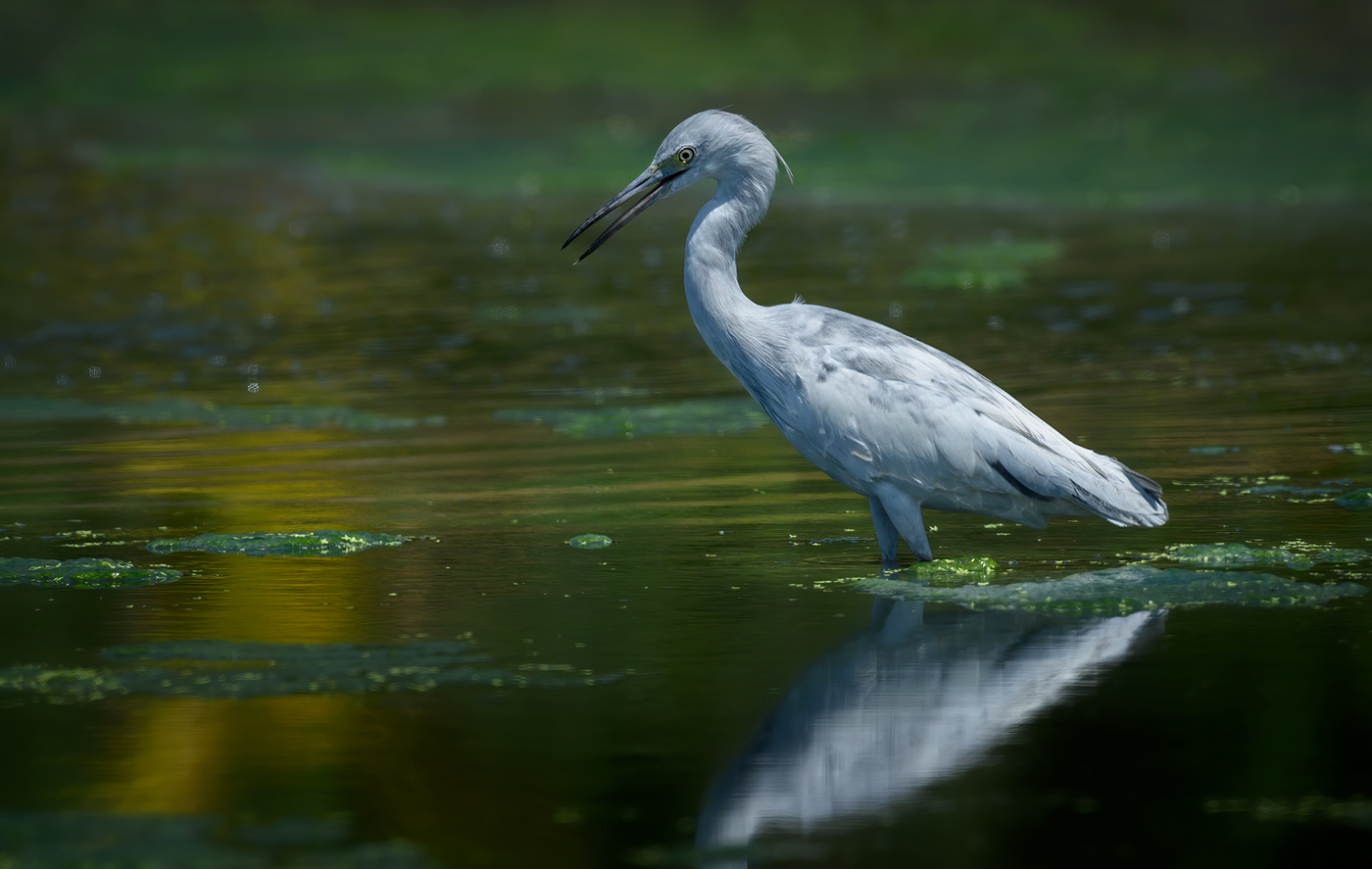 Little-Blue-Heron-(immature)