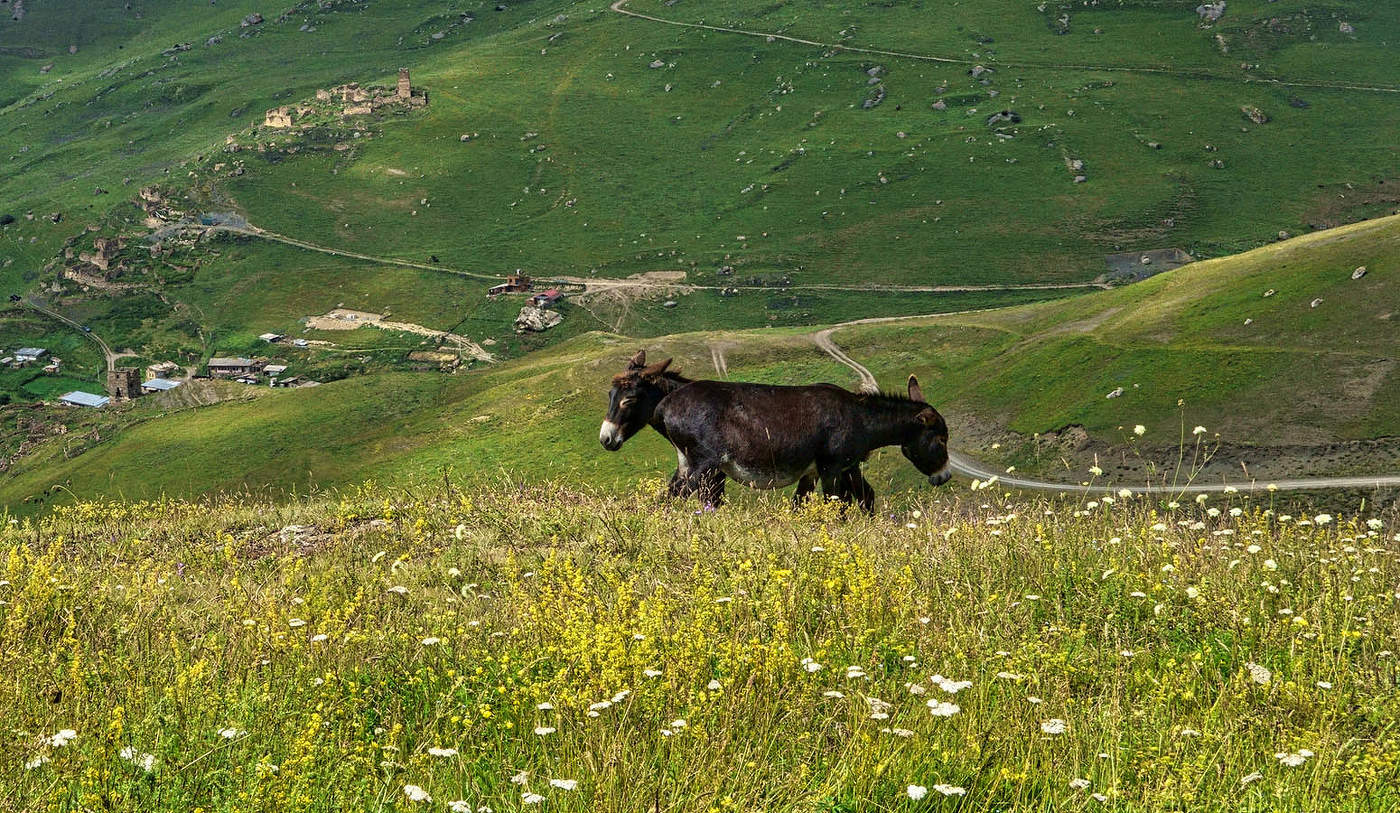Тяни-толкай