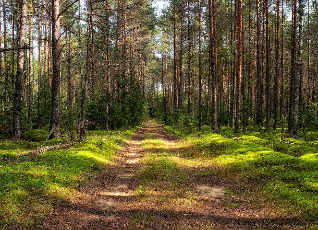 В солнечном лесу