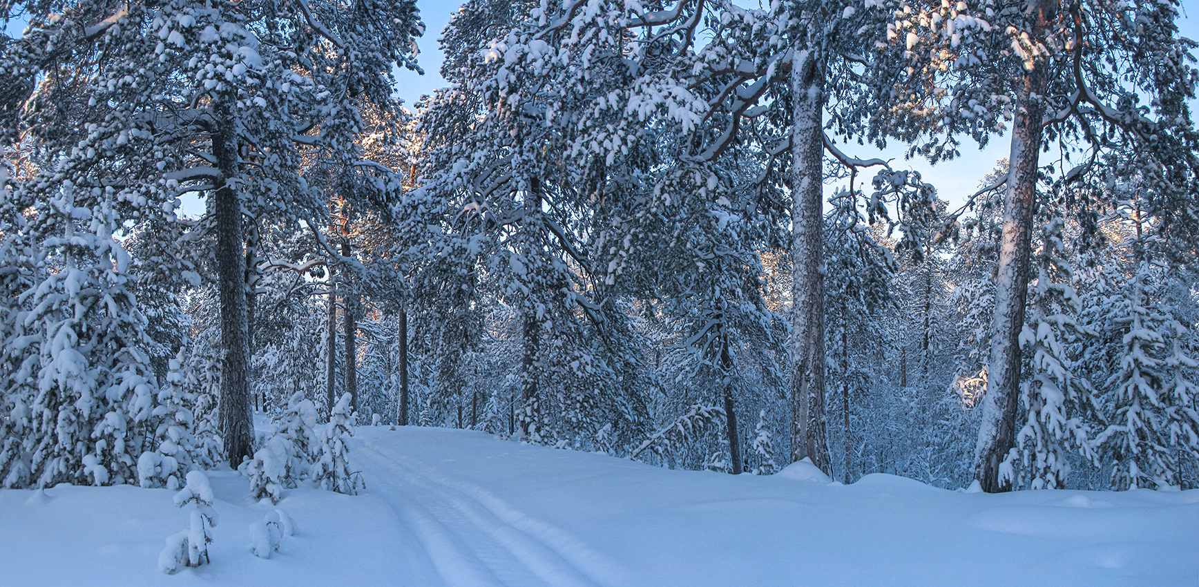 не бывает лес зимою скучным...