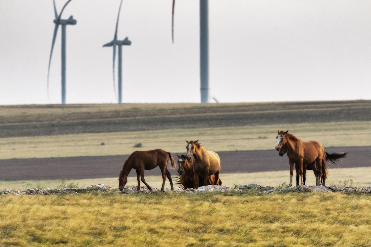 Новые степные картинки