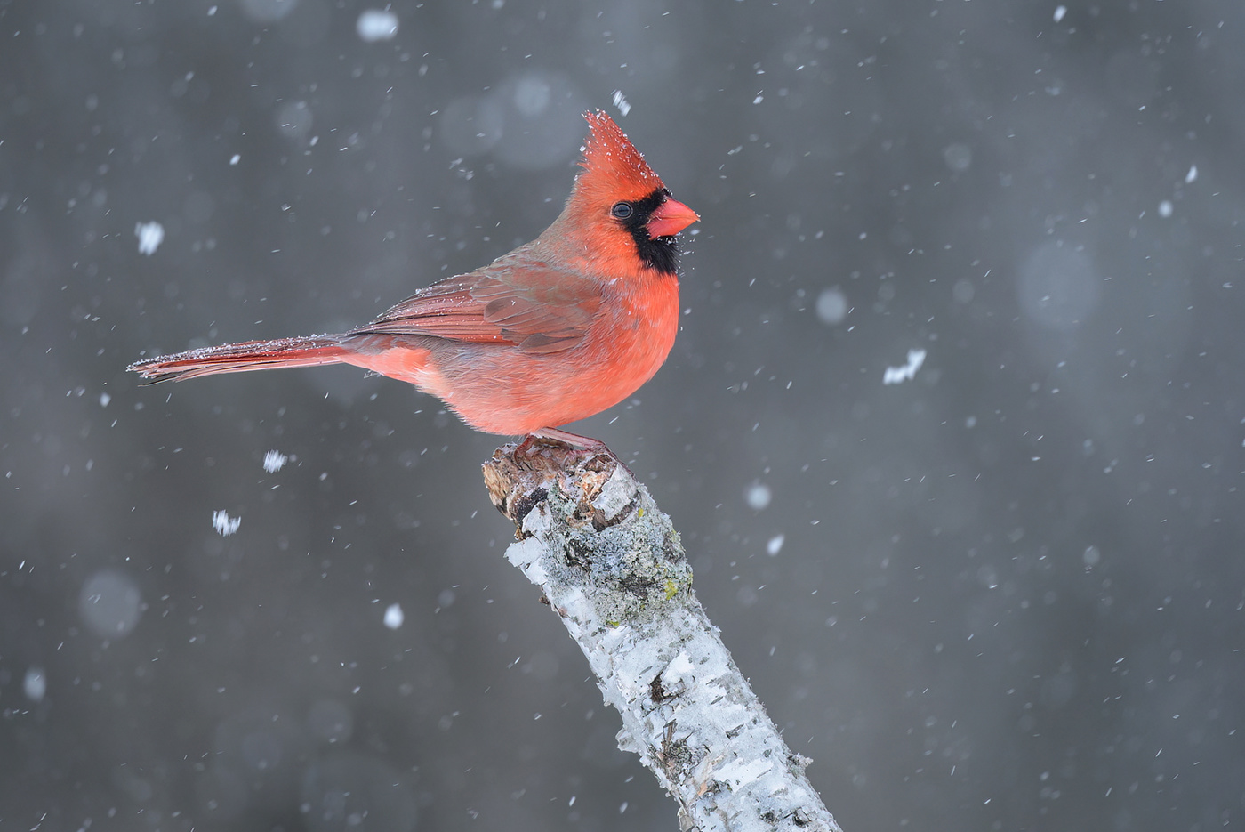 Northern cardinal (male)