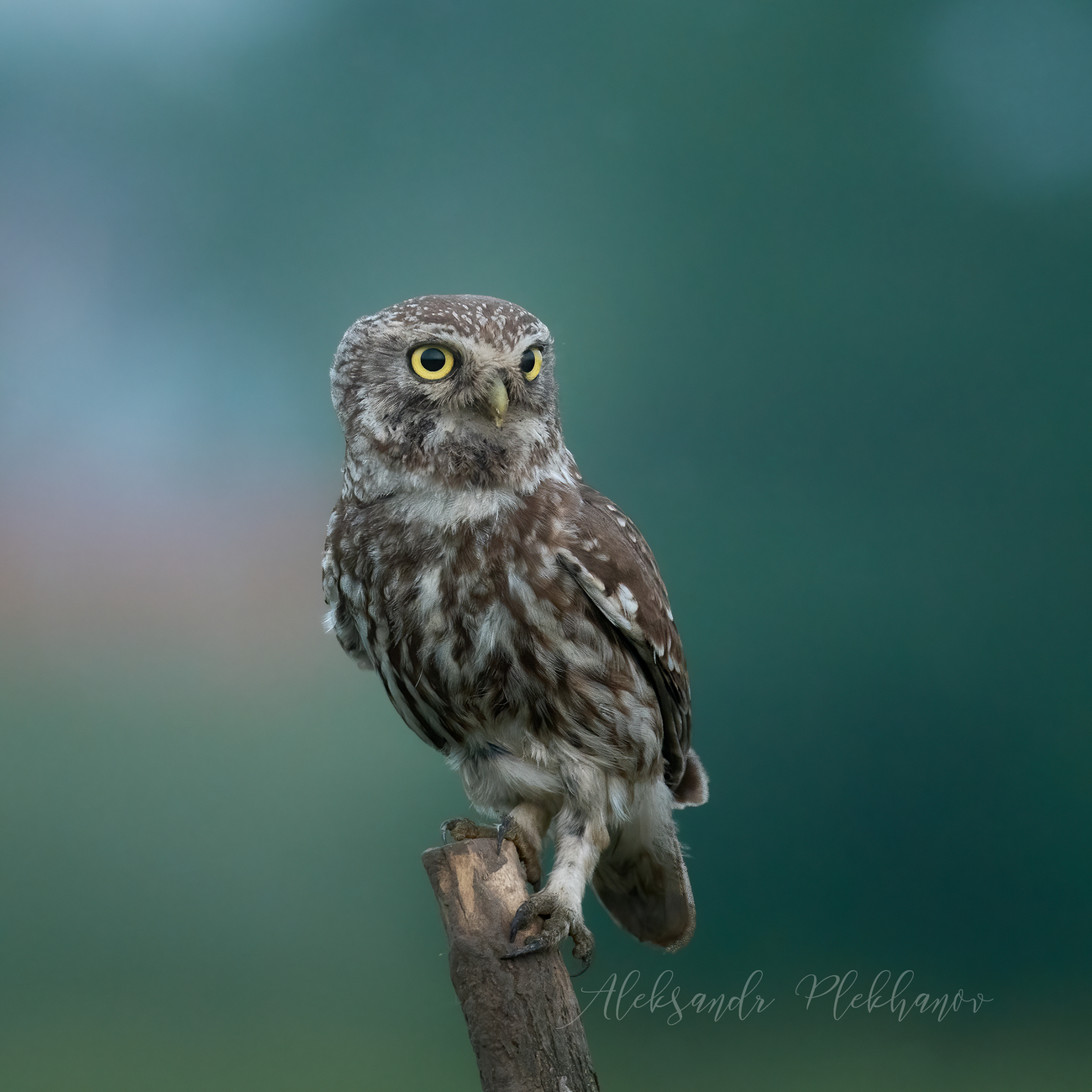 Домовый сыч