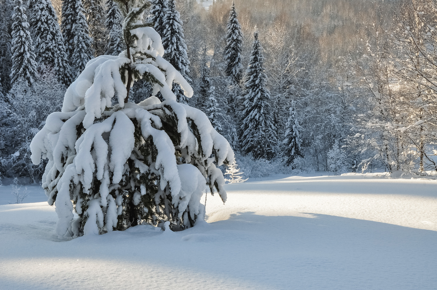 Январьский полдень