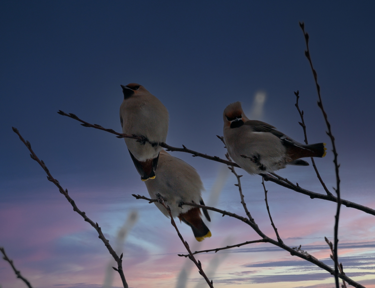 Свиристели