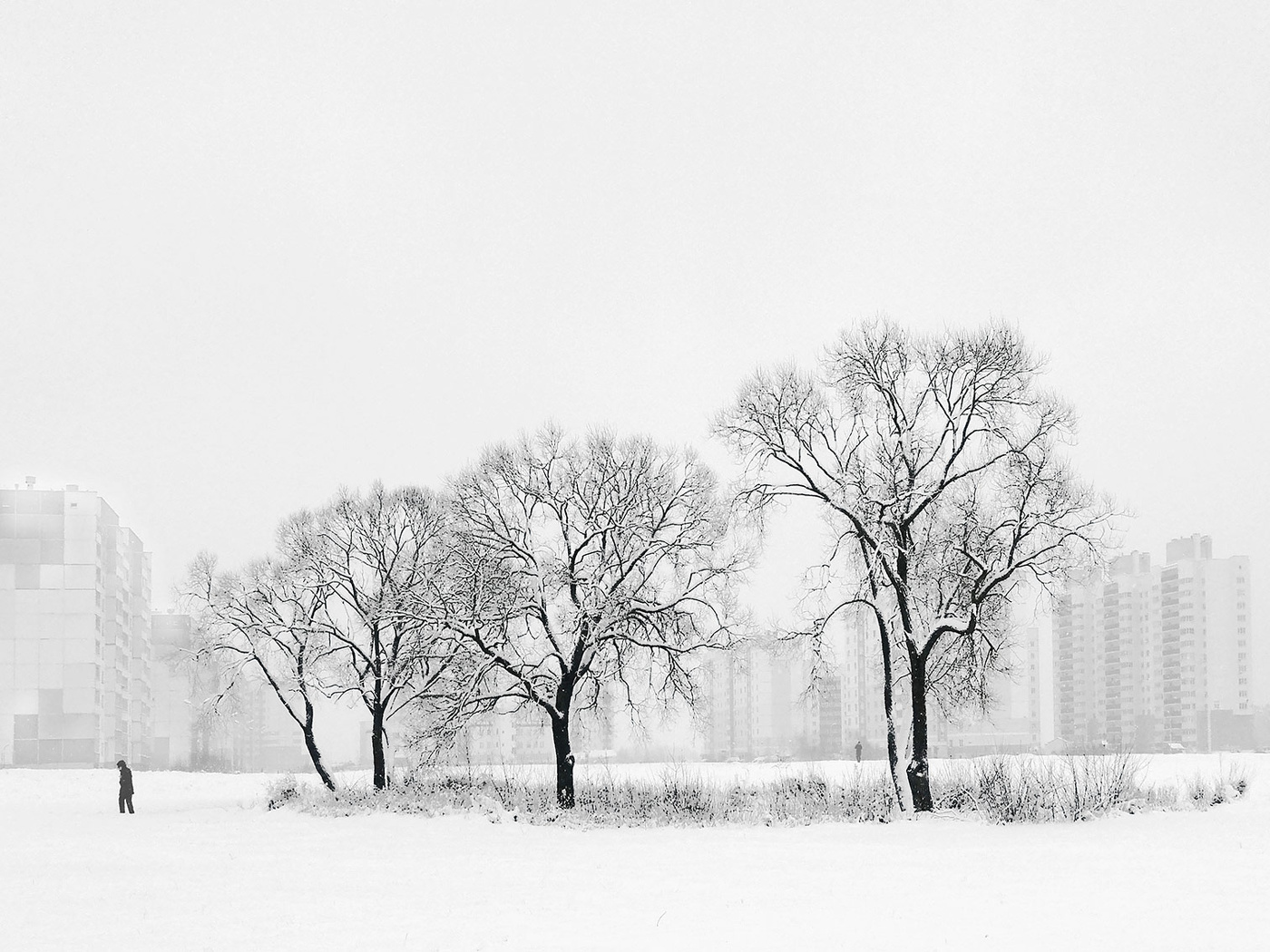 Деревья в снегу