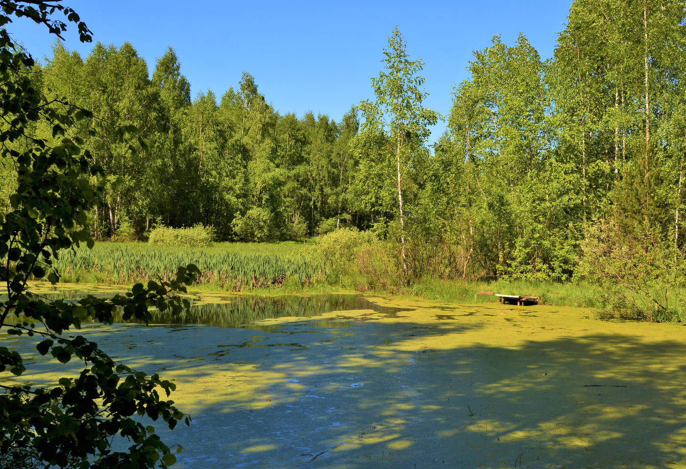 "Старый пруд заросший ряской ..."