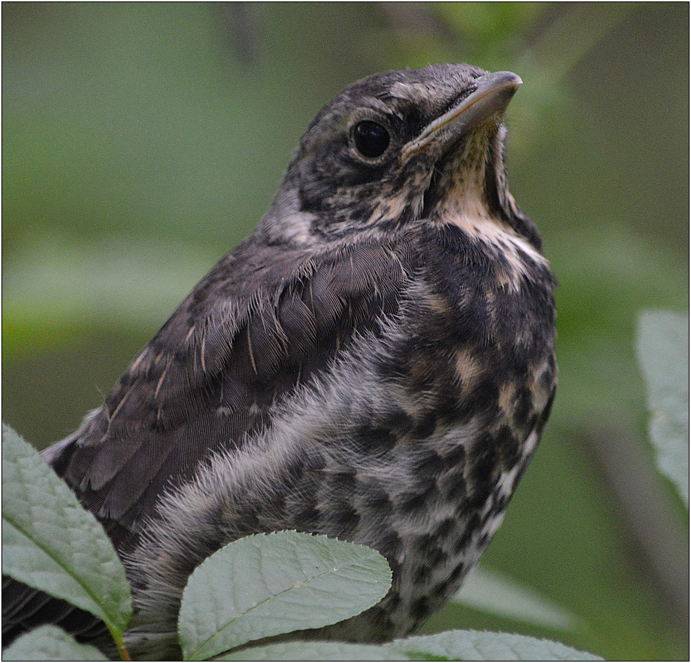 Начало пути.