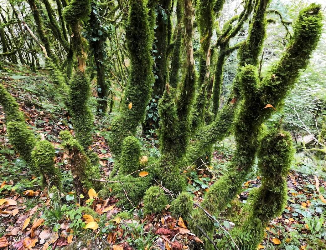 Мохнатая компания...