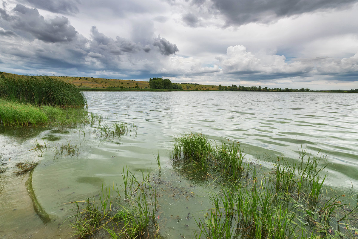 Зеленые волны пруда