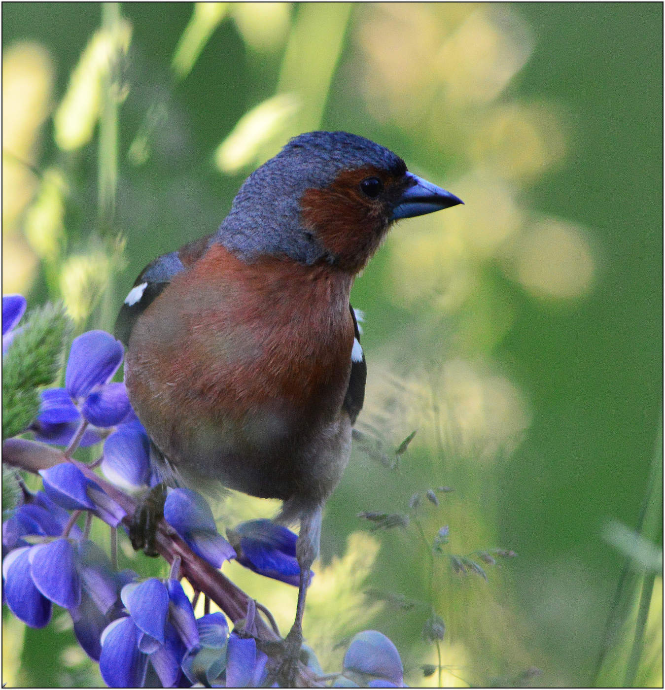 Когда приходит лето.