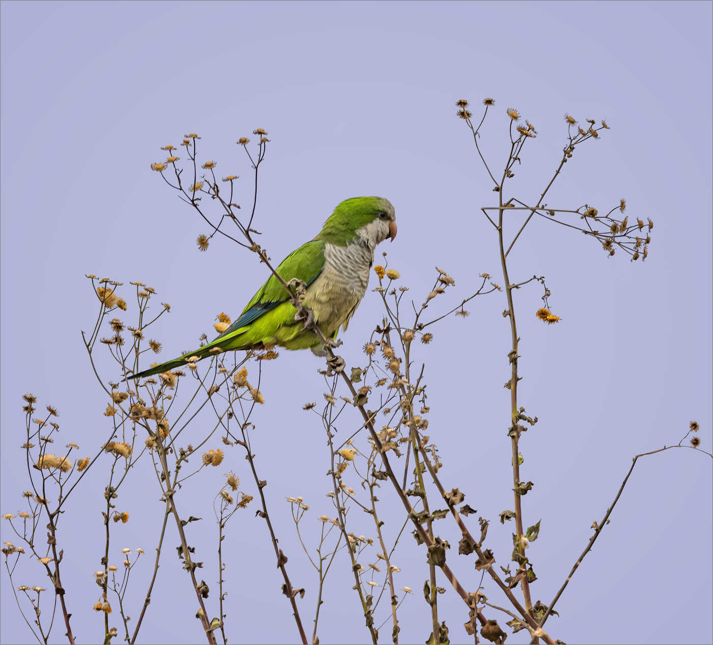 Вечерняя трапеза