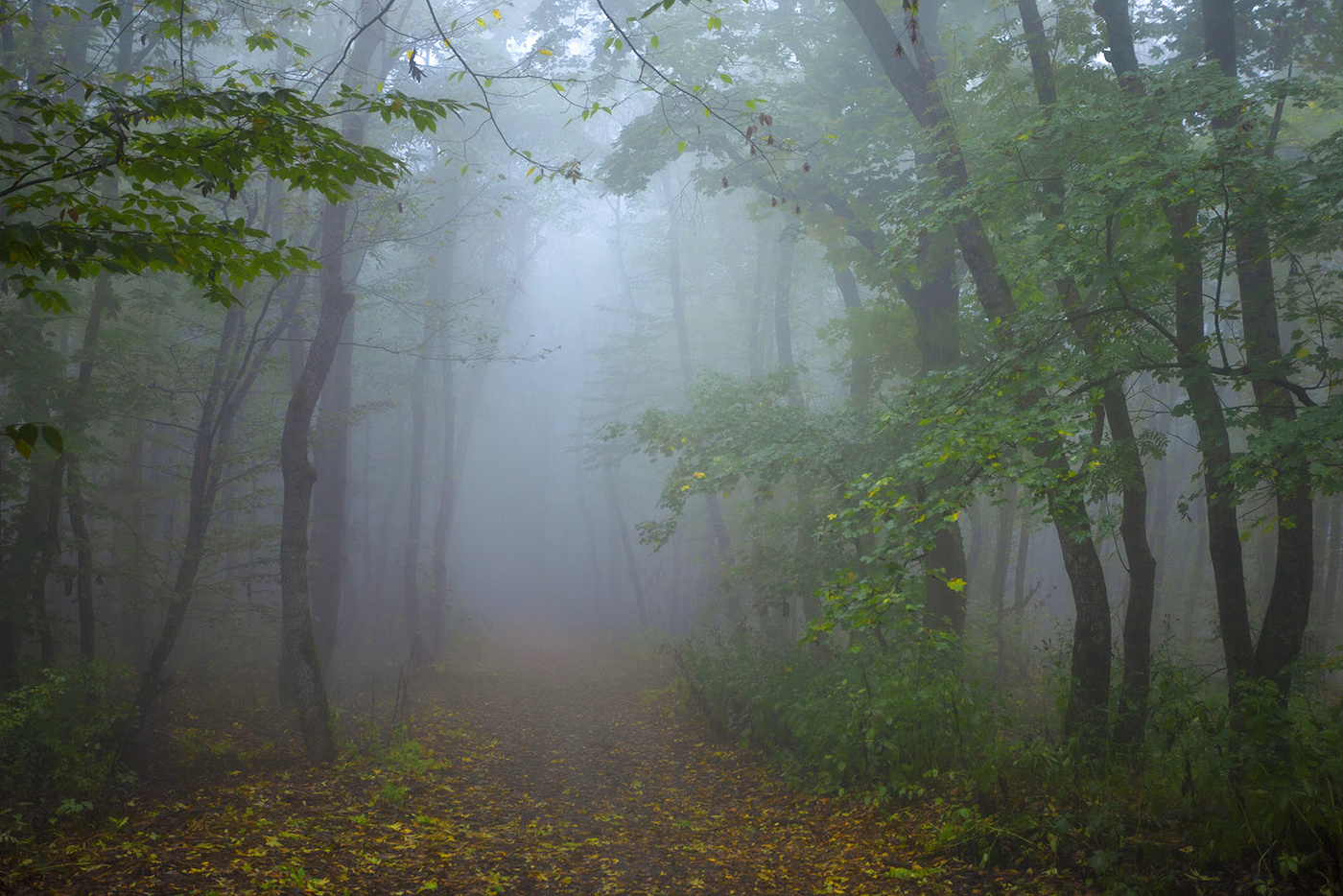 Туманный денёк