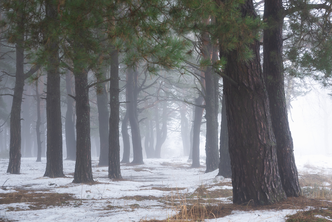 В зимнем лесу