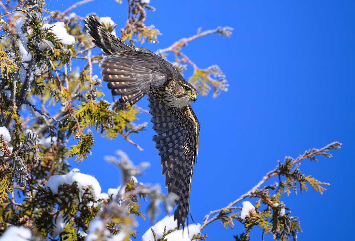 Merlin (Falco columbarius)
