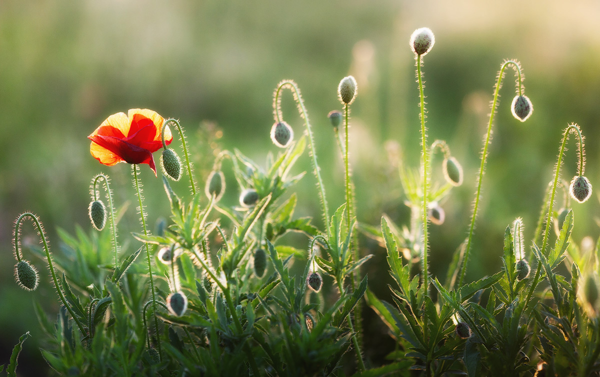 Доброе утро