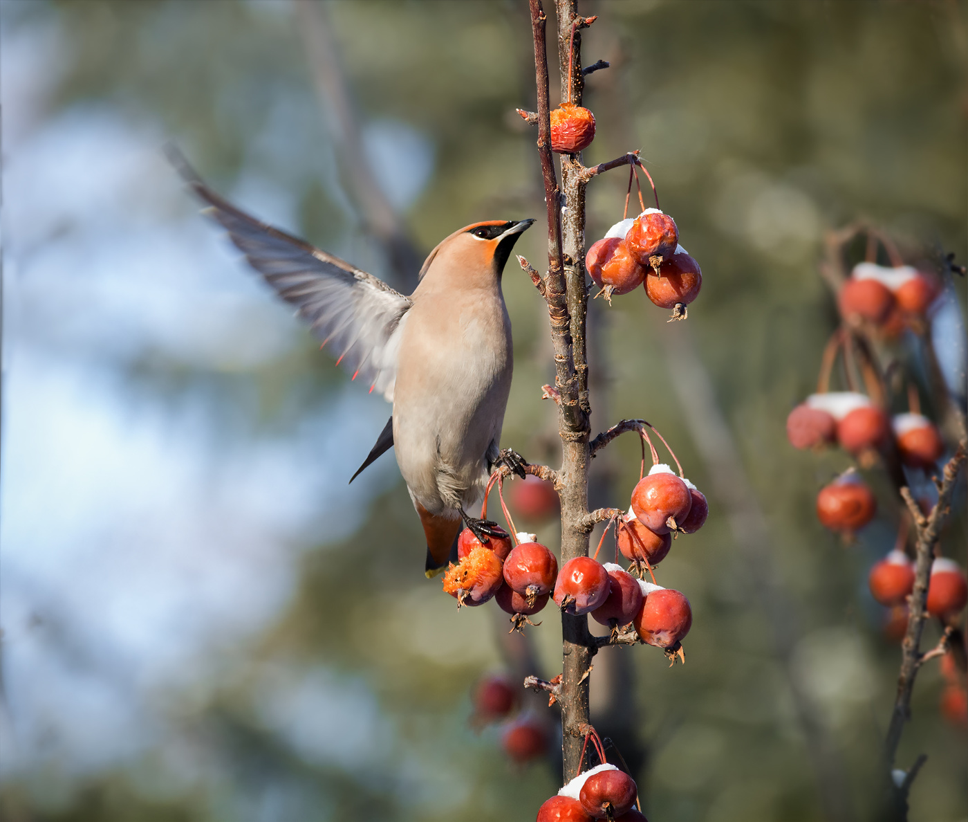 на февральских яблочках..