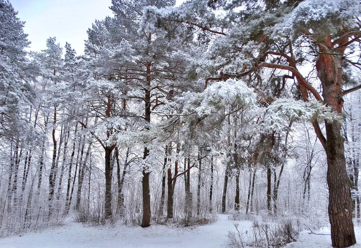 Оттепель принесла с собой снег, иней