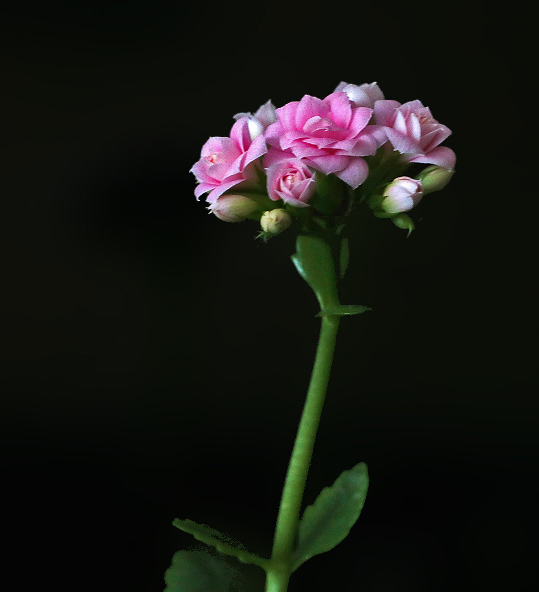 Каланхоэ цветёт