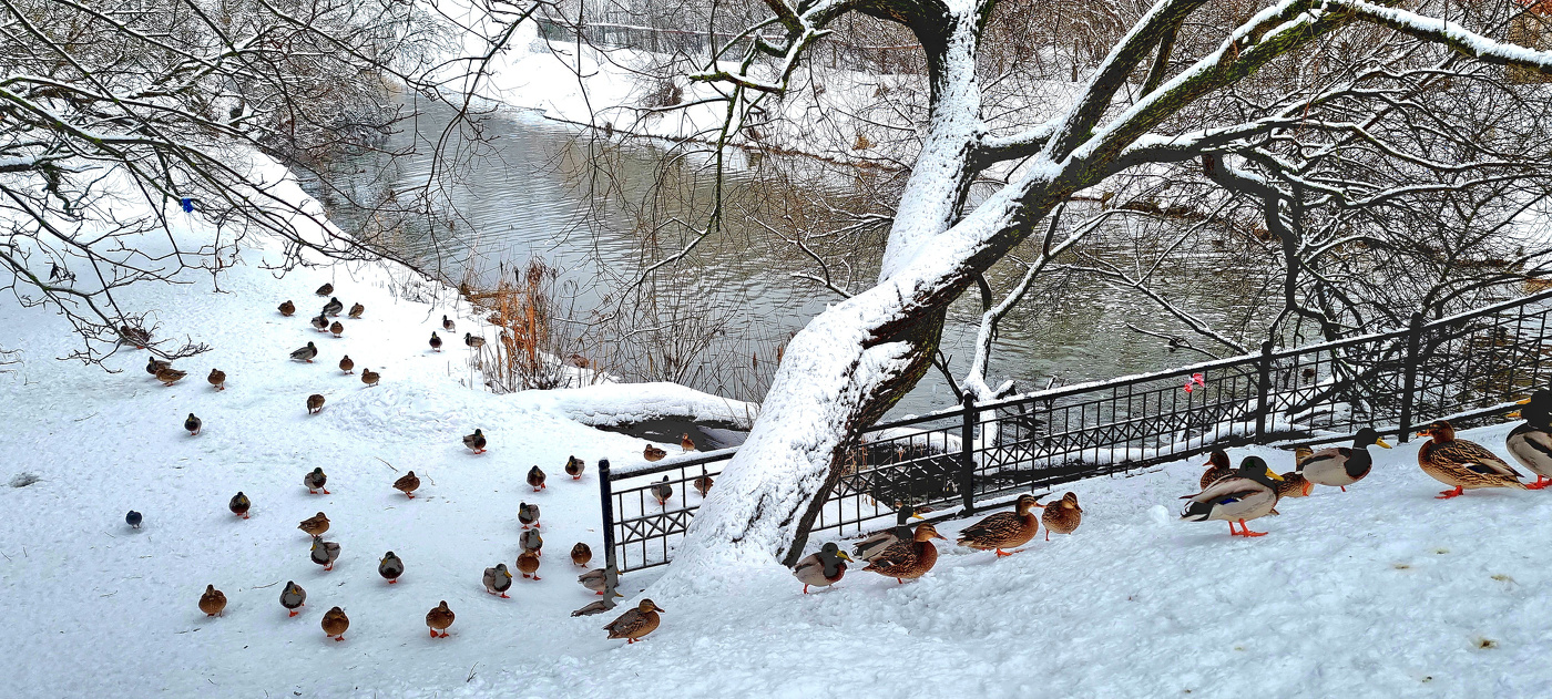 На зимовке...