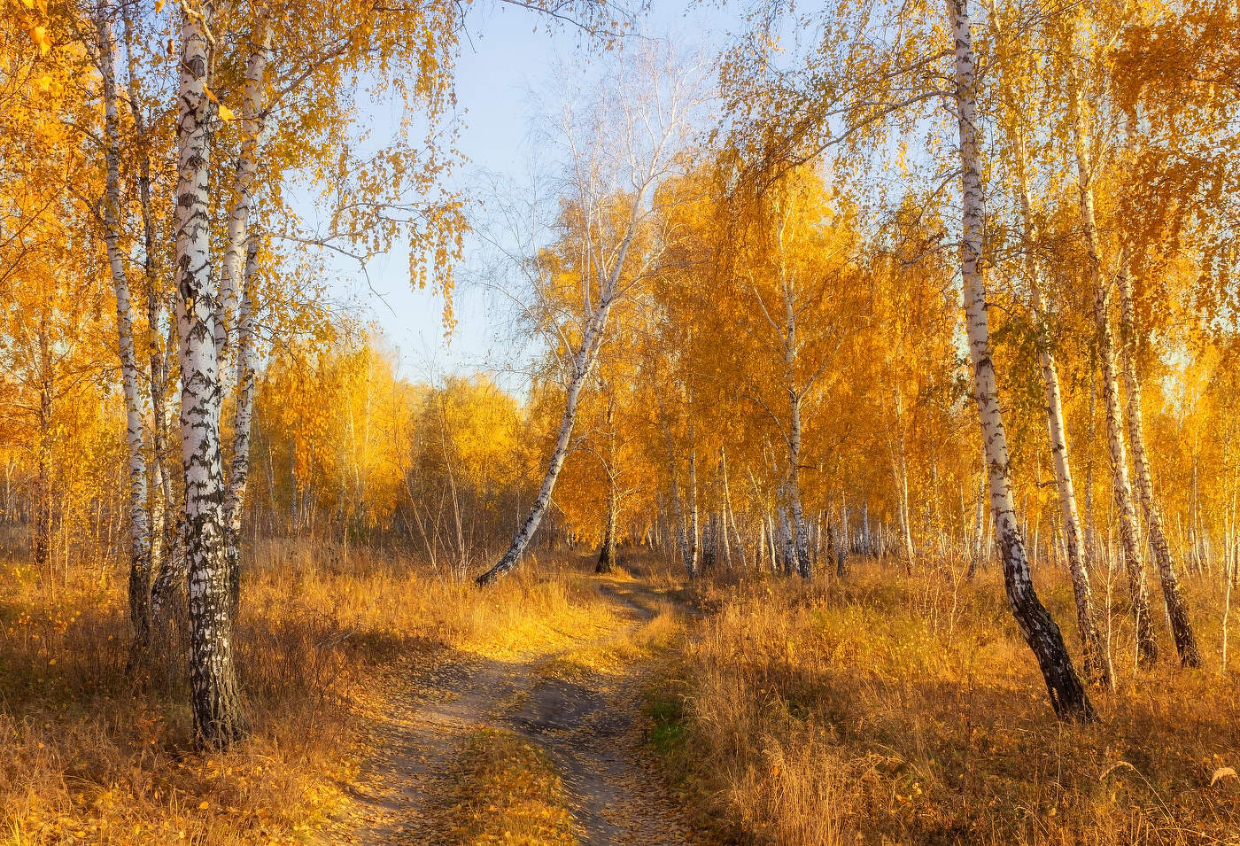 В березовой роще