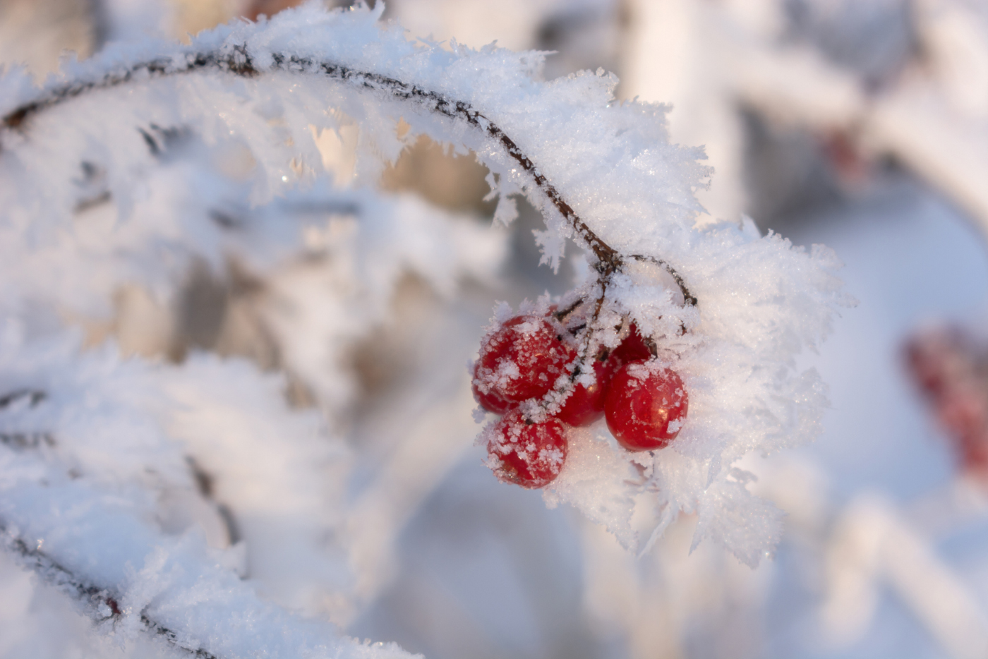 Рябина в инее. 01-12-2022.
