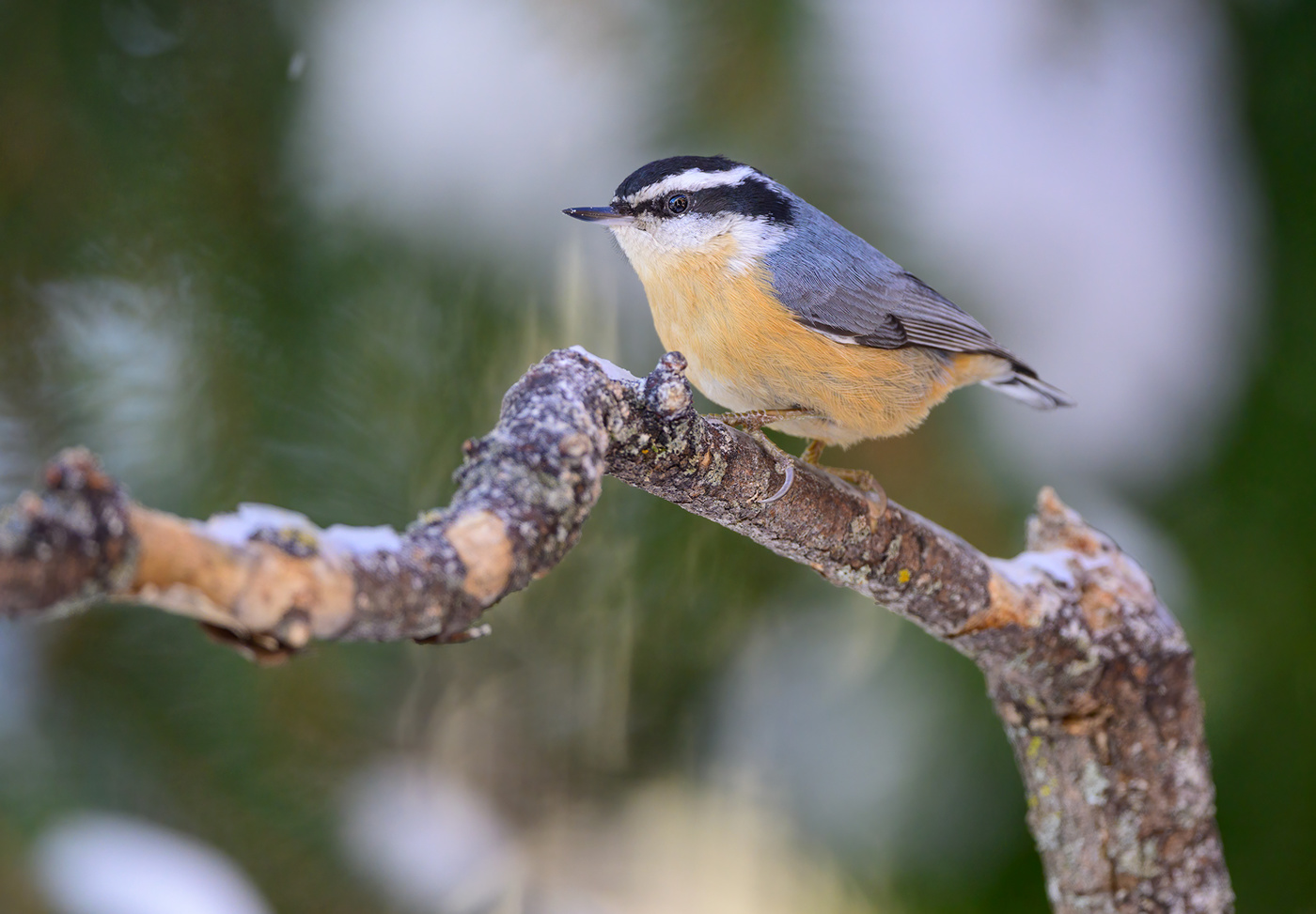 Red-breasted Nuthatch