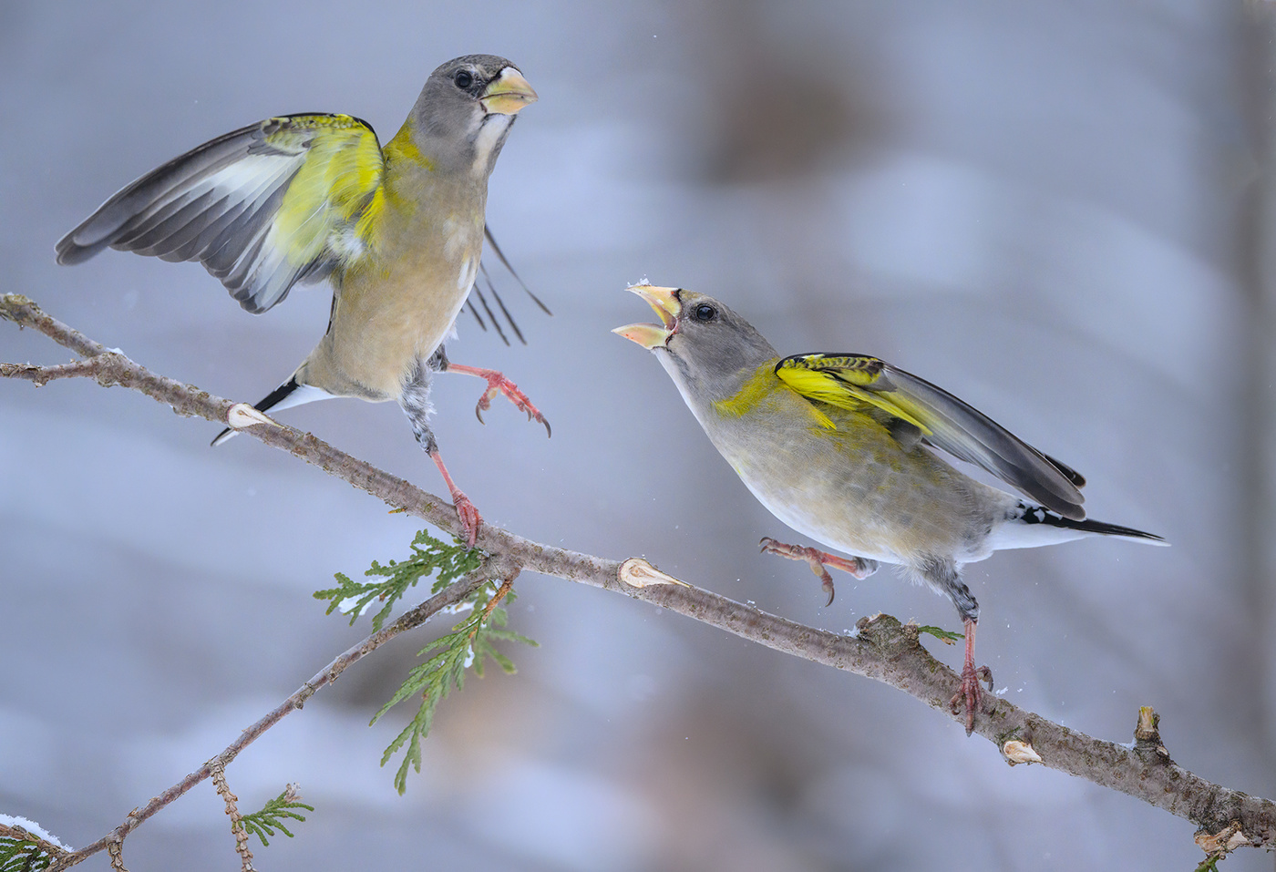 Evening grosbeak (female)