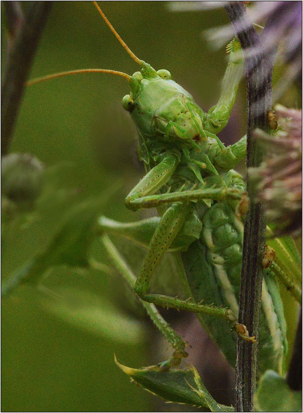 Здесь Я Хозяин.