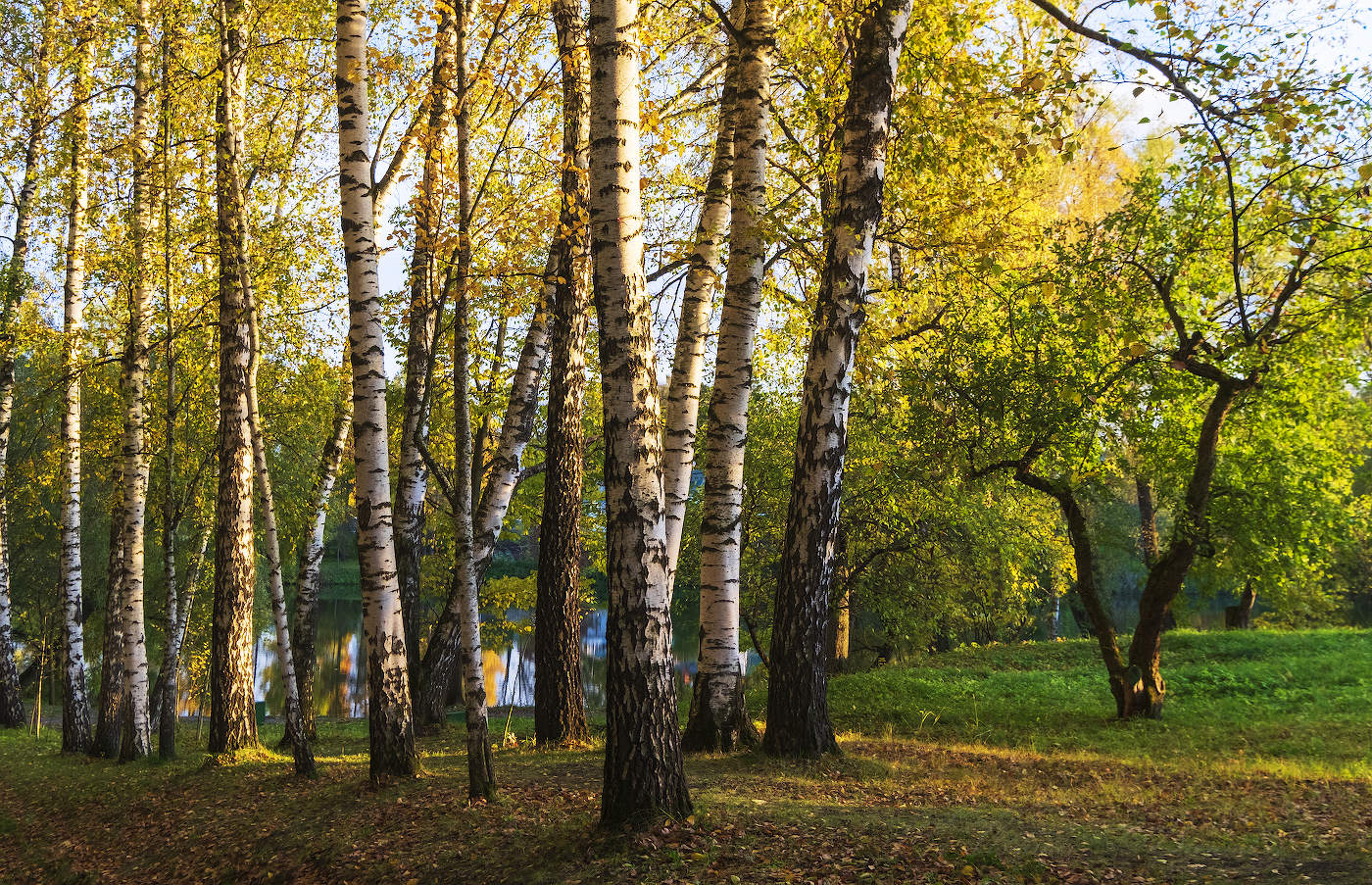 Солнечные берёзки
