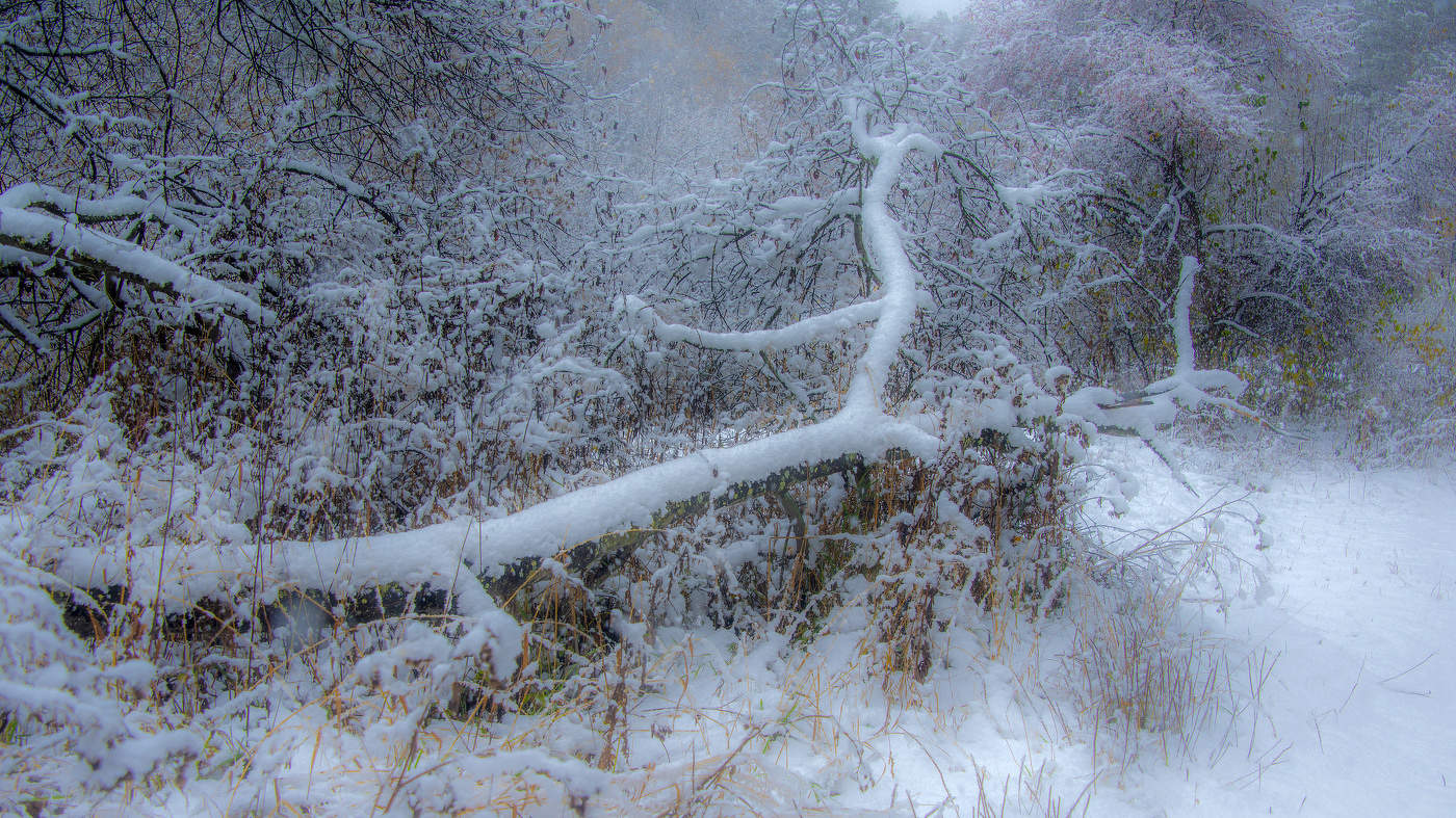 Первый снег