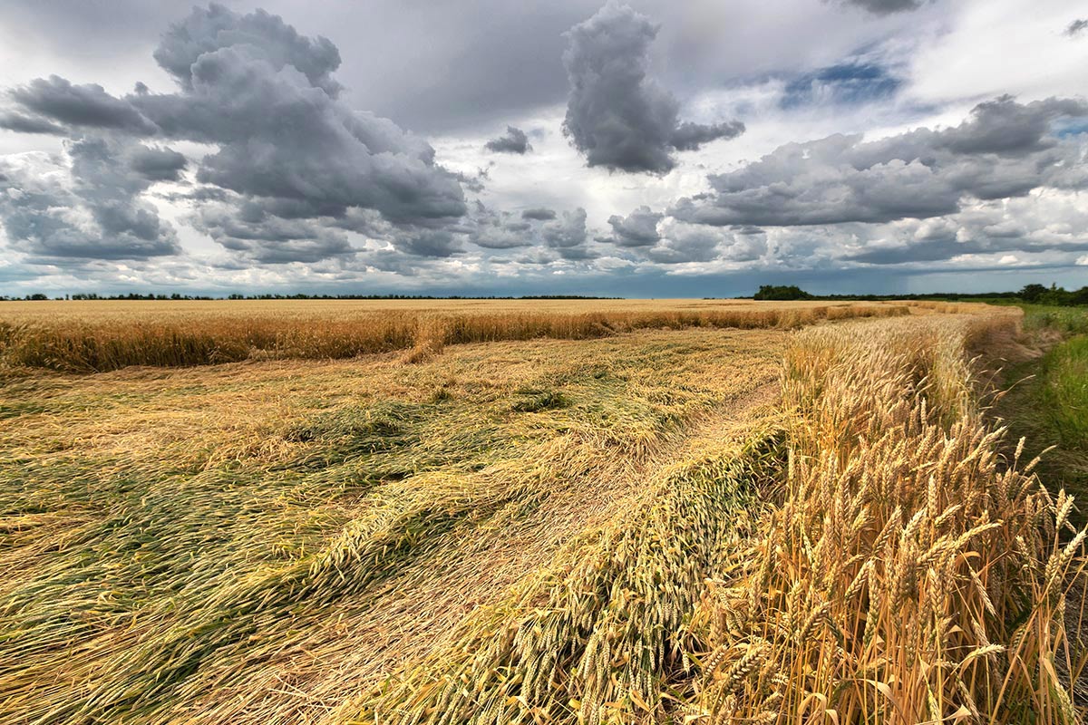 Полегла пшеница