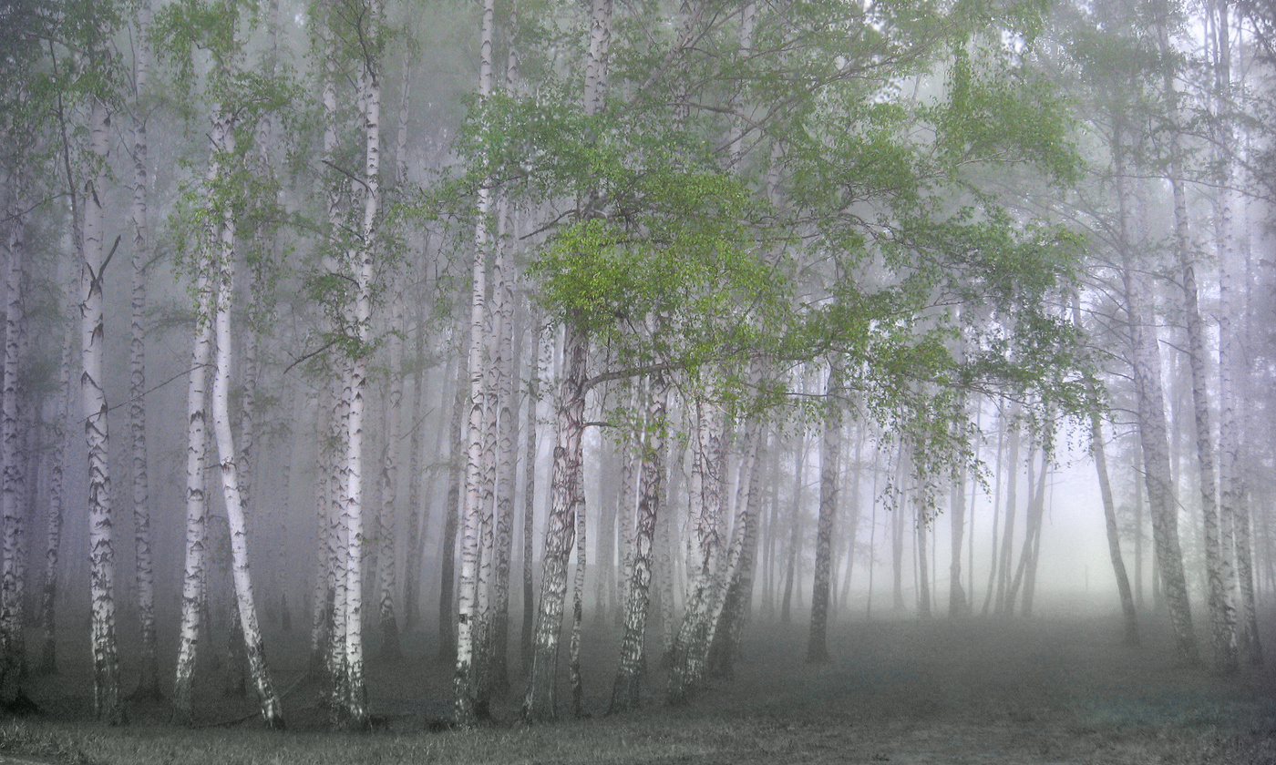 В "Лесной сказке" заблудился туман...