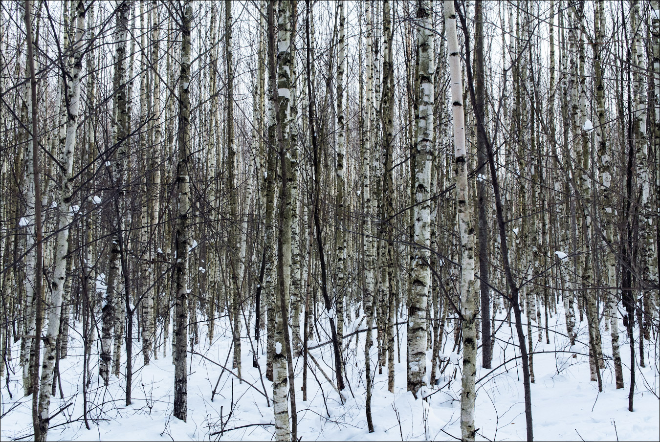 узкие берёзки