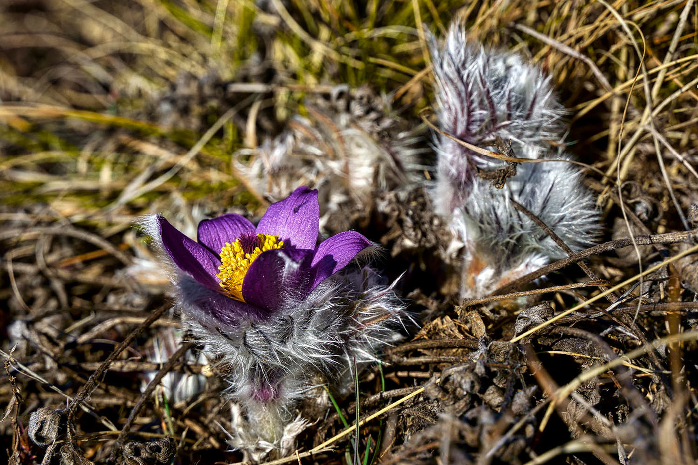 "Январенок"