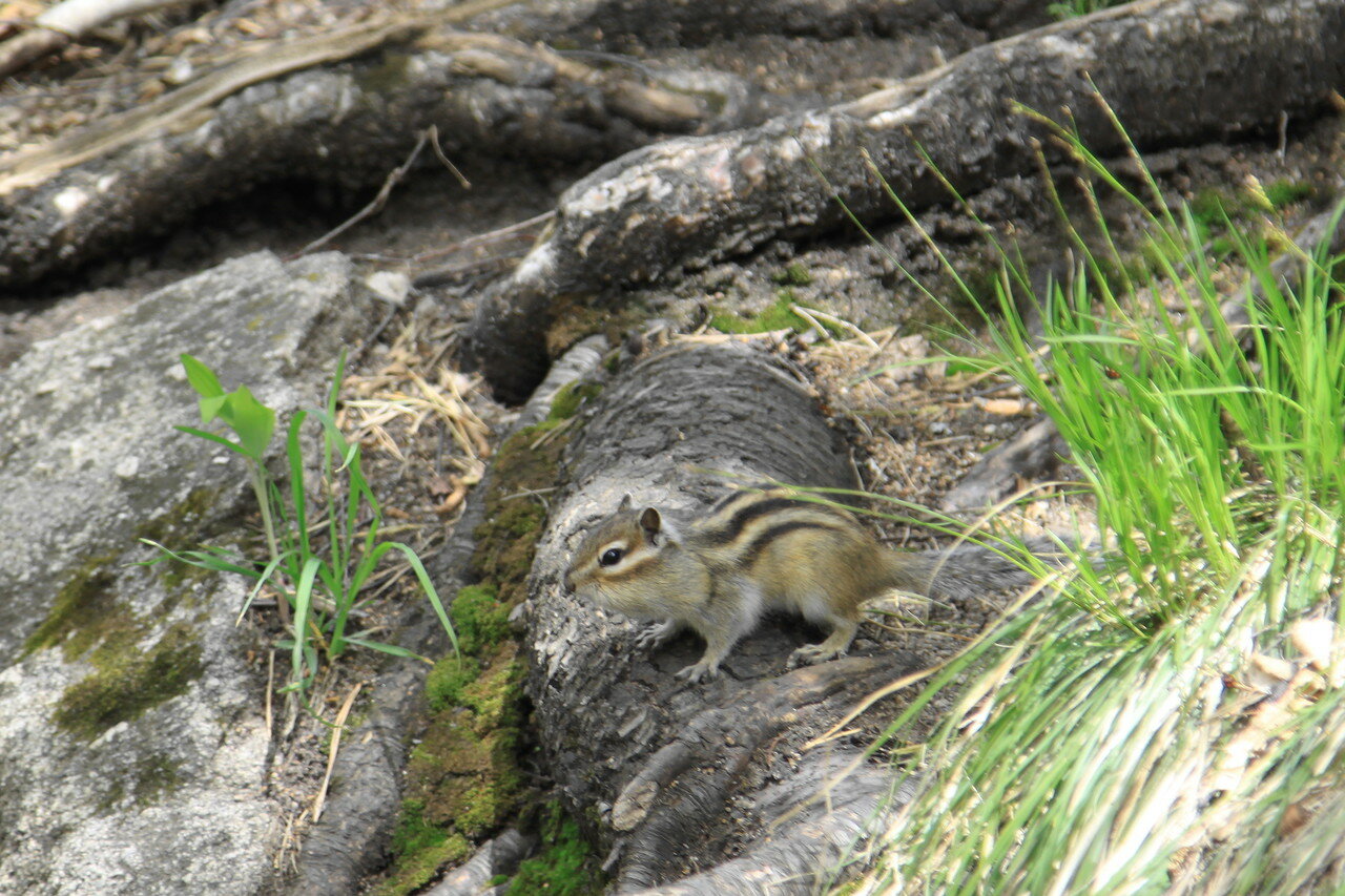 У родной норки