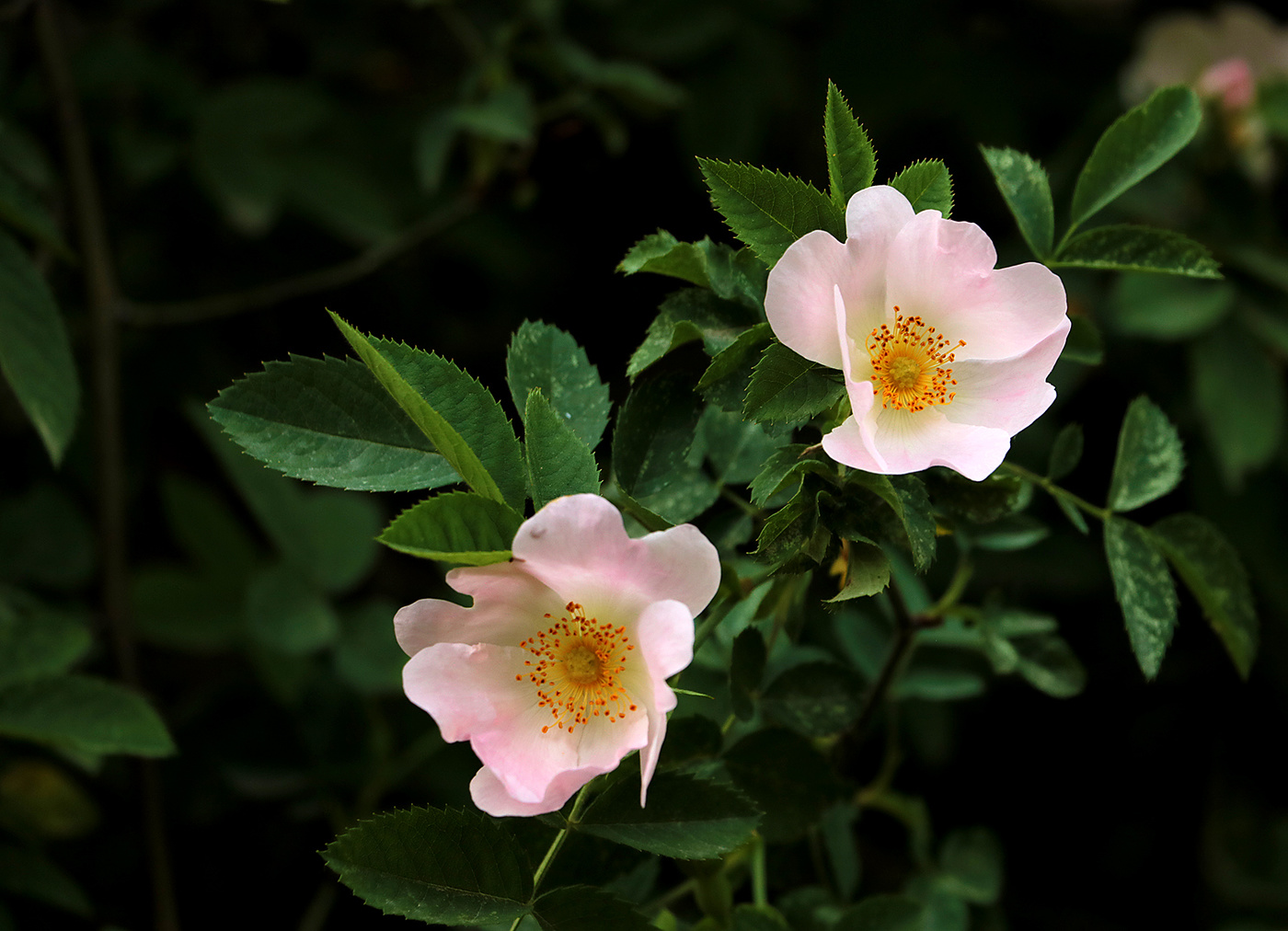 Сладкая парочка