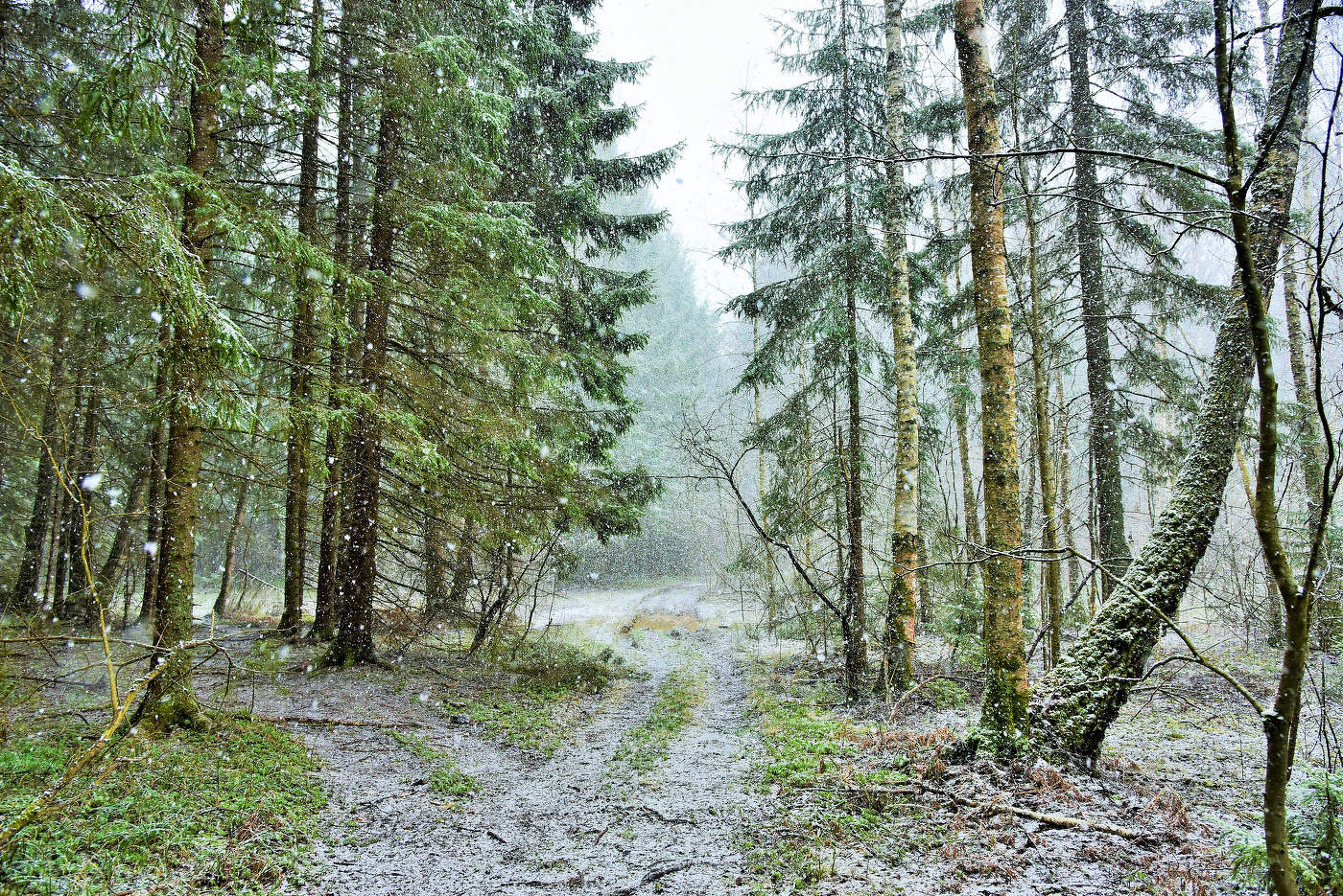 "У природы нет плохой погоды, каждая погода - благодать..."