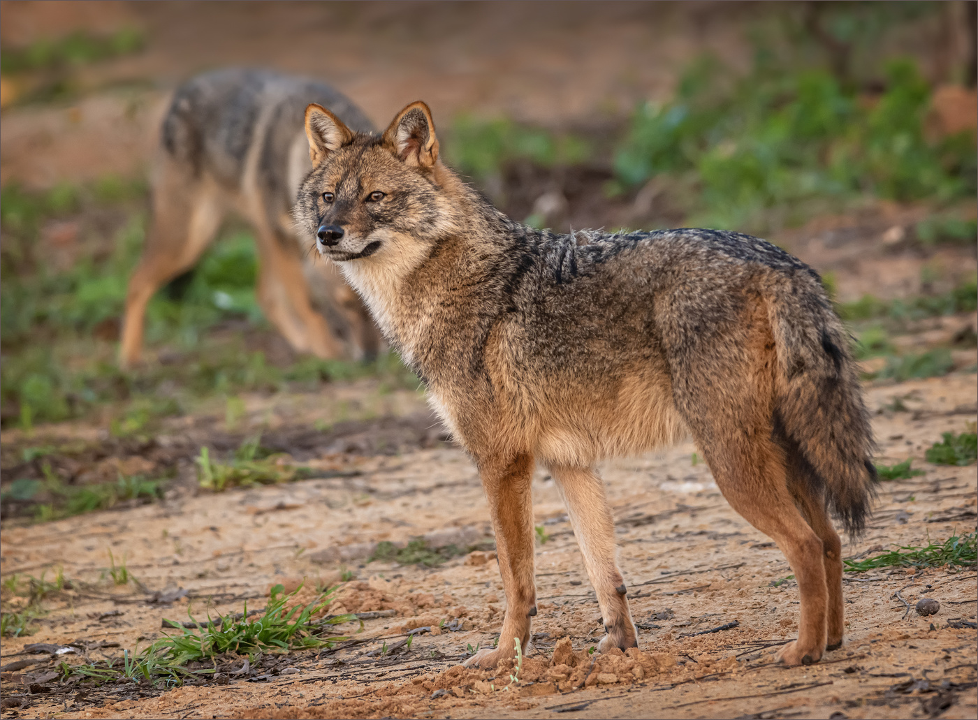 Встреча на пустыре