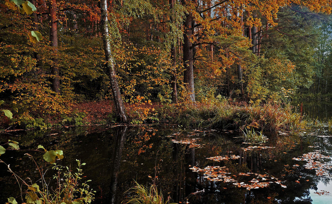 Лесной омут.