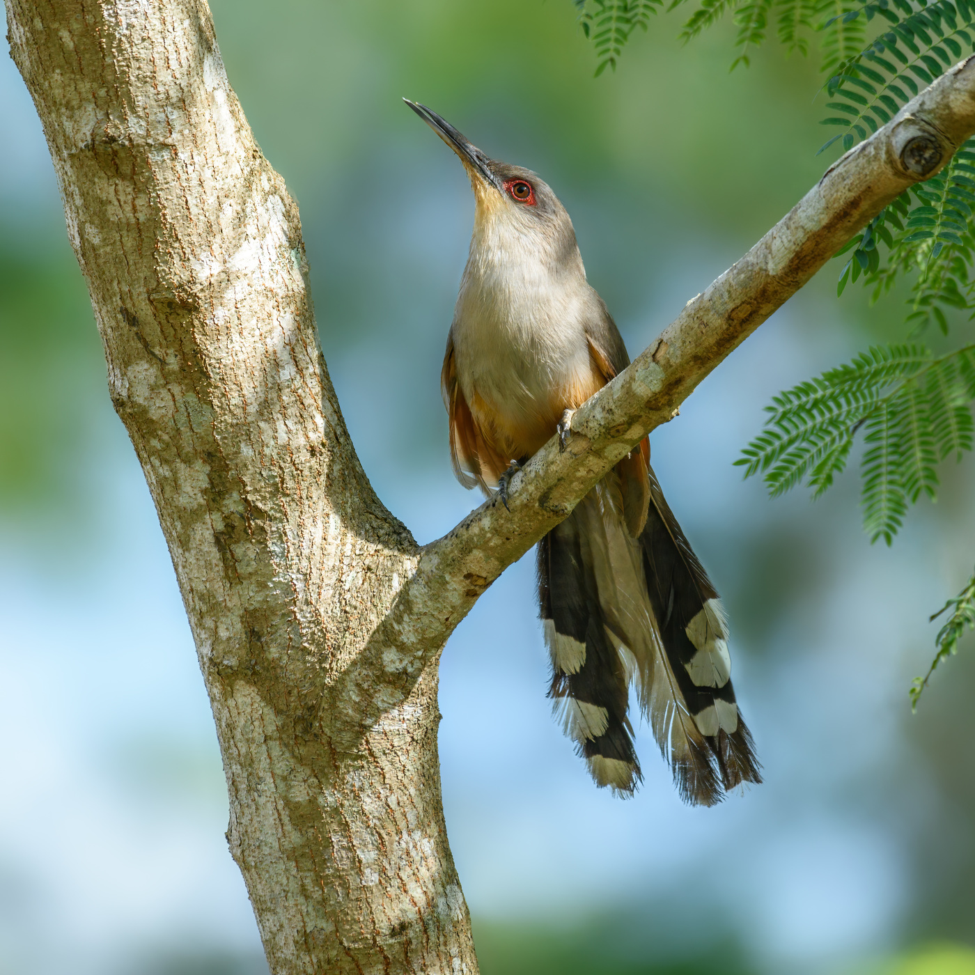 Hispaniolan Lizard-Cuckoo